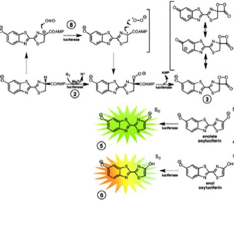 Molecular structure of the luciferins identified in marine and ...