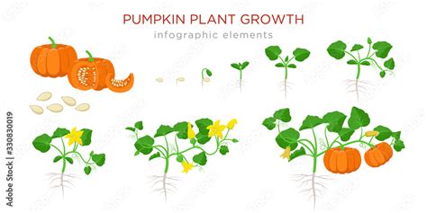 Pumpkin Plant Growth Stages