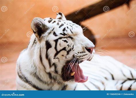 White Bengal tiger roaring stock photo. Image of bengal - 156045246