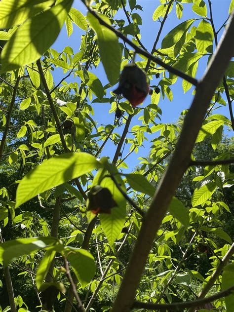 Pawpaw flower : gardening