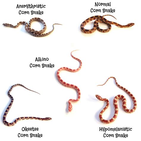 Corn Snake Morphs Guide