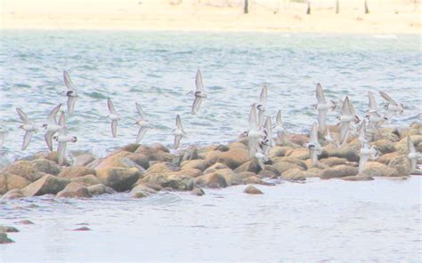 Shorebirds in Migration: A Field Trip with Brian Harrington – Goldenrod ...