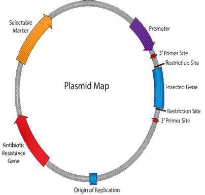 Biology Exams 4 U | Study motivation, Map, Pie chart