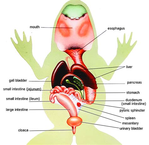 Frog Anatomy and Dissection Images