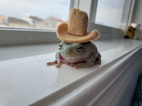 cowboy pickles 🤠 : frogs