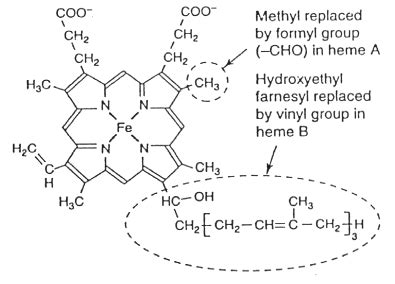 Cytochrome oxidase