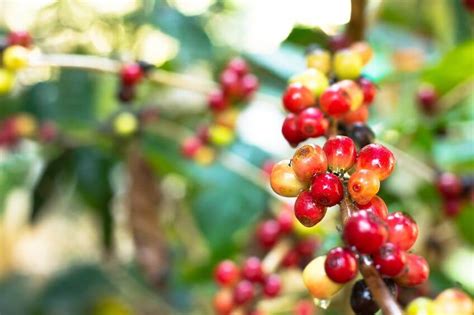 Coffee Fruit: Why I Am Obsessed with this Nutrient