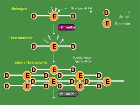 Fibrinolytic system