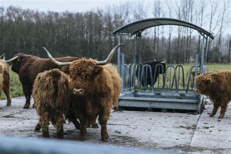 Herd of bison 1264309 Stock Photo at Vecteezy