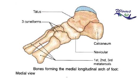 Arches of foot : Introduction,Types,Function and Clinical correlation