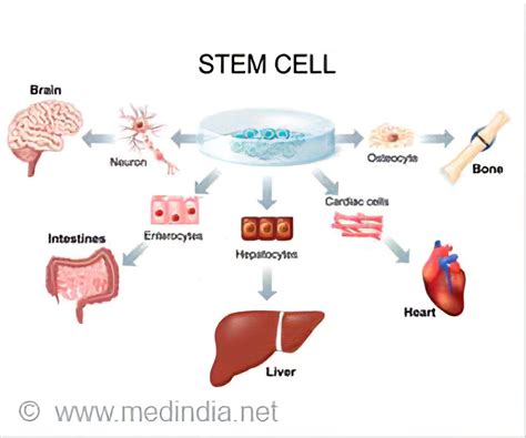 Stem Cell Therapy