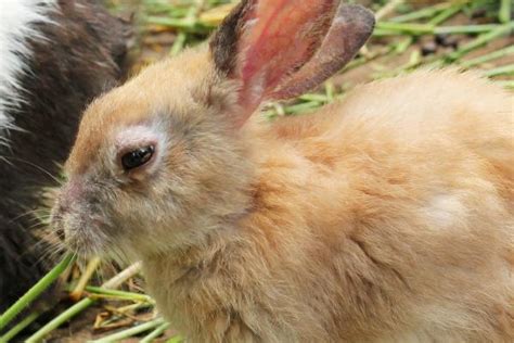 Red Eye in Rabbits - Causes and Treatment With Red Eye Rabbit Breeds