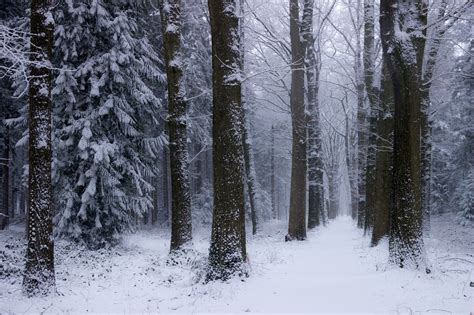 nature, Landscape, Winter, Forest, Netherlands, Snow, Trees, Cold ...