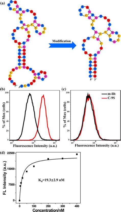 Binding ability of the truncated aptamer C-9S and its secondary ...