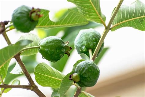 A Guide to Understand Guava Plant/Tree Propagation: Check How this ...