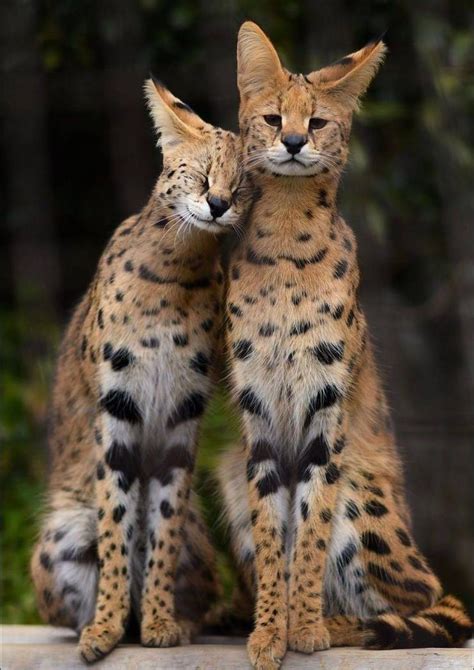 Serval : African Serval Cat Information And Facts Cats For Africa : The ...