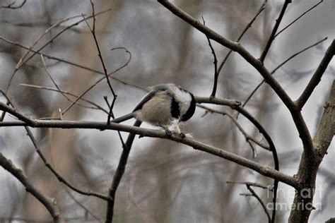 Black-capped Chickadee Nesting Photograph by Laura Birr Brown | Fine ...