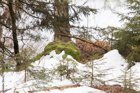 Eurasian Lynx (Lynx lynx) resting on a rock covered with snow and moss ...