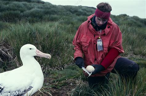 Wandering albatross breeding research - Stock Image - G355/0103 ...