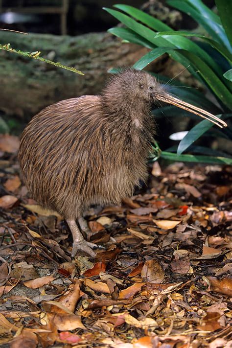 Kiwi | San Diego Zoo Animals & Plants