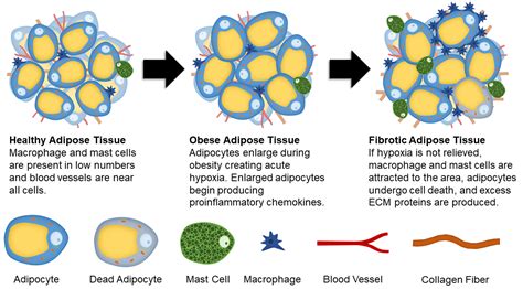 Adipose Tissue With Adipocytes