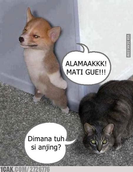 10 Meme anjing lagi sial, kasihan tapi lucu