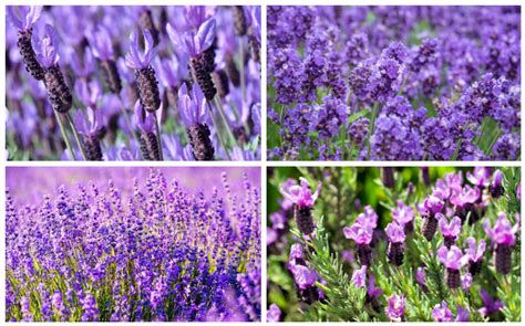 20 Different Types of Lavender Plants - Garden Lovers Club