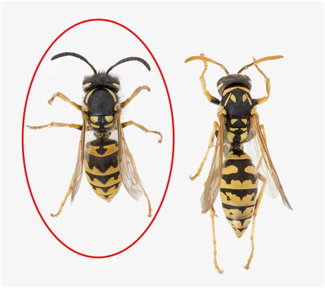 Yellow Jacket Identification Diagram - Explore Schematic Wiring Diagram 10E