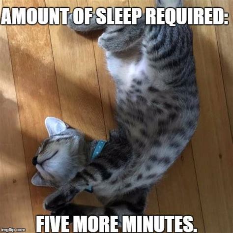 Sleepy Cat Memes | We Can All Relate to These Adorably Sleepy Cats