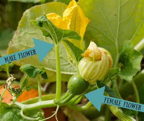 Why Does My Pumpkin Plant Only Produce Male Flowers | Best Flower Site