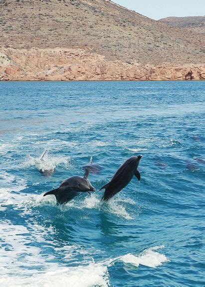 Isla Espiritu Santo: Snorkeling with Sea Lions | Good Life Eats | Sea ...