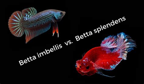 Betta Imbellis (Crescent or Peaceful Betta) Fish Care Guide