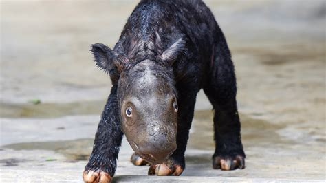 Baby Sumatran rhino born in Asia brings hope to critically endangered ...