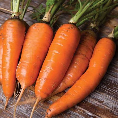 Carrot, Danvers Seeds | K&A Greenhouse