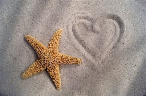 🔥 [40+] Beach and Starfish Wallpapers | WallpaperSafari