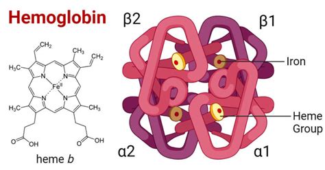 Hemoglobin: Structure, Types, Functions, Diseases