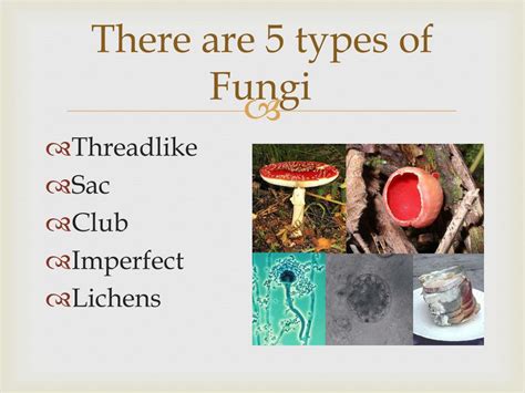 PPT - FUNGI PowerPoint Presentation, free download - ID:2001144