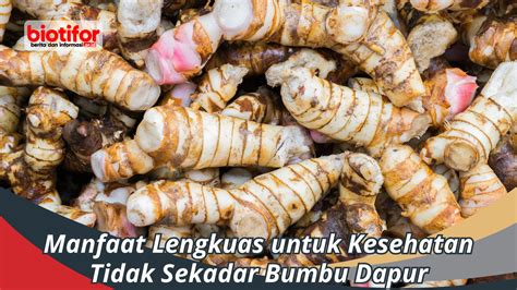 Manfaat Lengkuas untuk Kesehatan, Tidak Sekadar Bumbu Dapur - Biotifor