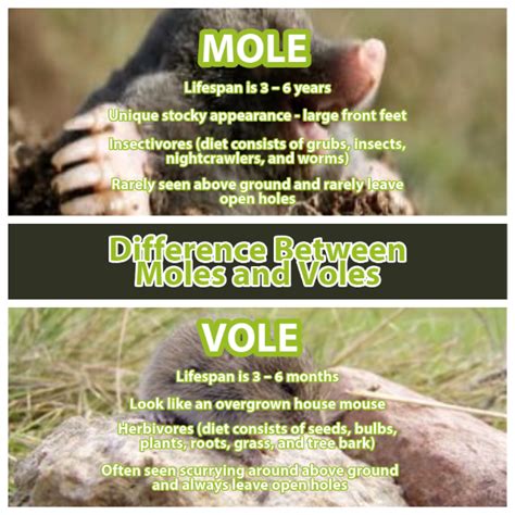 Voles And Moles Differences