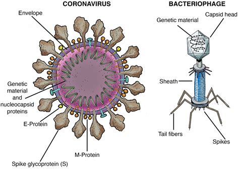 What is the coronavirus? Virus science explained - Caltech Science Exchange