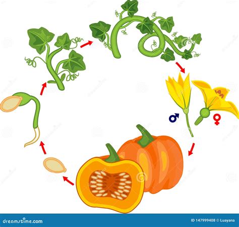 Life Cycle of Pumpkin Plant. Growth Stages from Seed To Green Pumpkin ...