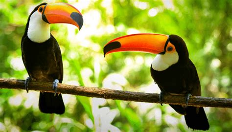 Toucan Habitats – All You Need To Know