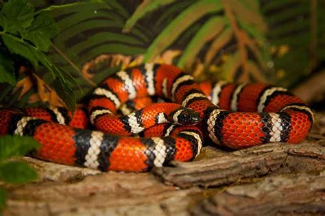 California Mountain King Snake - CuriOdyssey