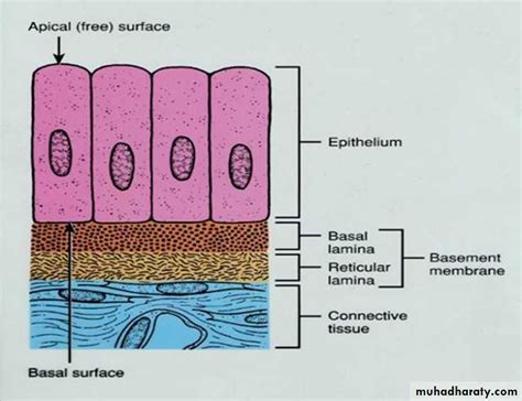 Basal Lamina Diagram