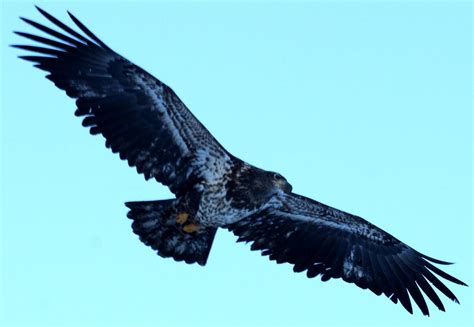 Juvenile Bald Eagle with a full wingspan (IMG_1543a) - a photo on ...