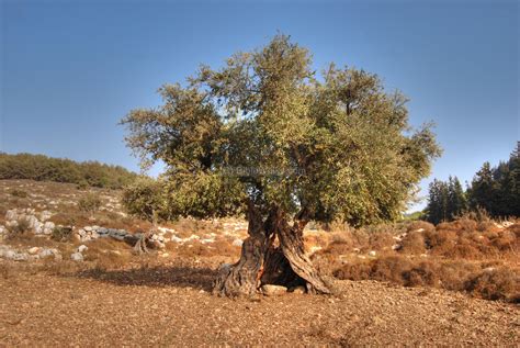 A beautiful old Olive tree located at the edge of an olive grove in the ...