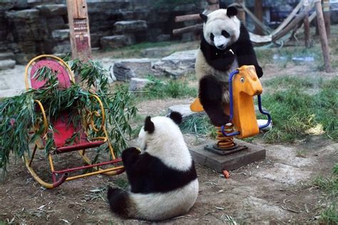 Giant Pandas in Beijing Zoo