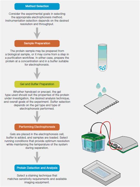 😎 Sds page gel electrophoresis lab report. SDS. 2019-01-17