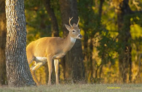 Whitetail behavior | This young "Cross Timbers" buck is exhi… | Flickr