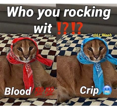 floppa : r/caracal